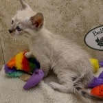 Savannah F-6SBT snow female DOB 10-15-22