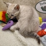 Savannah F-6SBT snow female DOB 10-15-22