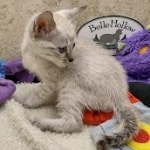 Savannah F-6SBT snow female DOB 10-15-22