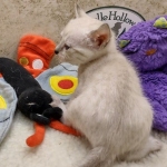 Savannah F-6SBT snow female DOB 10-15-22