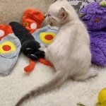 Savannah F-6SBT snow female DOB 10-15-22