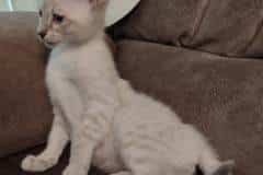 Isla Savannah F-6SBT Snow Female #2 DOB 3-10-23