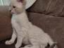 Isla Savannah F-6SBT Snow Female #2 DOB 3-10-23