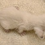 Savannah Snow female DOB 3-10-23