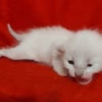 Savannah Snow female DOB 3-10-23