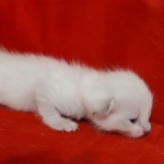 Savannah Snow female DOB 3-10-23