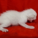 Savannah Snow female DOB 3-10-23