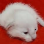 Savannah Snow female DOB 3-10-23