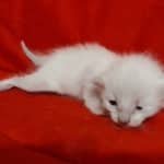 Savannah Snow female DOB 3-10-23