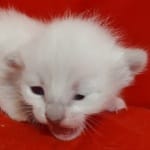 Savannah Snow female DOB 3-10-23