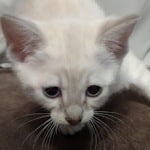 Savannah Snow female DOB 3-10-23