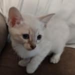 Savannah Snow female DOB 3-10-23