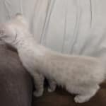 Savannah Snow female DOB 3-10-23