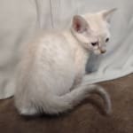 Savannah Snow female DOB 3-10-23
