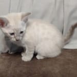 Savannah Snow female DOB 3-10-23