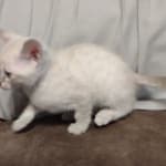 Savannah Snow female DOB 3-10-23