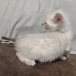 Savannah Snow female DOB 3-10-23