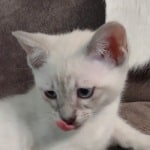 Savannah Snow female DOB 3-10-23