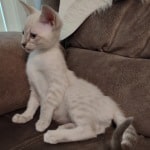 Savannah Snow female DOB 3-10-23