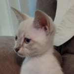 Savannah Snow female DOB 3-10-23