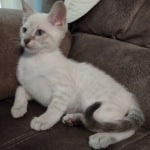 Savannah Snow female DOB 3-10-23