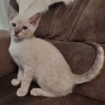 Savannah Snow female DOB 3-10-23