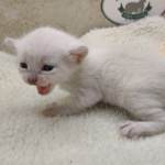 Savannah Snow female DOB 3-10-23