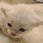 Savannah Snow female DOB 3-10-23