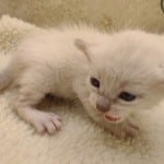 Savannah Snow female DOB 3-10-23