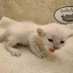 Savannah Snow female DOB 3-10-23