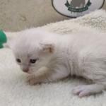 Savannah Snow female DOB 3-10-23