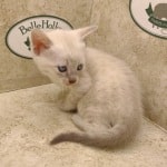 Savannah Snow female DOB 3-10-23