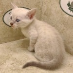 Savannah Snow female DOB 3-10-23