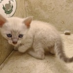 Savannah Snow female DOB 3-10-23