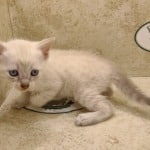 Savannah Snow female DOB 3-10-23