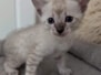 Savannah F-6SBT Snow Female #2 DOB 4/14/26