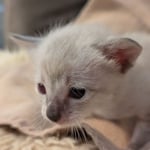 F-SBT-Savannah-kitten-a-Copy