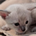 F-SBT-Savannah-kitten-b-Copy