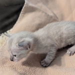 F-SBT-Savannah-kitten-c-Copy