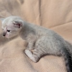 F-SBT-Savannah-kitten-d-Copy
