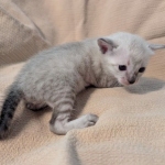 F-SBT-Savannah-kitten-f-Copy