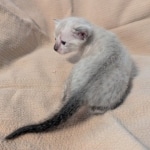 F-SBT-Savannah-kitten-g-Copy