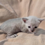 F-SBT-Savannah-kitten-i