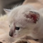 F-SBT-Savannah-kitten