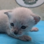 Snow-Savannah-Female-Kitten-2-DOB-4-14-26-a