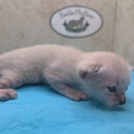 Snow-Savannah-Female-Kitten-2-DOB-4-14-26-b