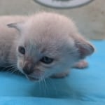 Snow-Savannah-Female-Kitten-2-DOB-4-14-26-c