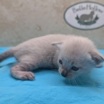 Snow-Savannah-Female-Kitten-2-DOB-4-14-26-d