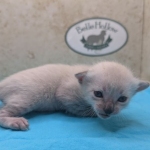 Snow-Savannah-Female-Kitten-2-DOB-4-14-26-f