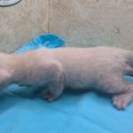 Snow-Savannah-Female-Kitten-2-DOB-4-14-26-h